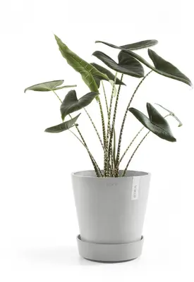Ecopots kunststof schotel met wielen 41.6x9 cm witgrijs     - afbeelding 2