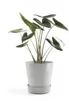 Ecopots kunststof schotel met wielen 41.6x9 cm witgrijs     - afbeelding 2