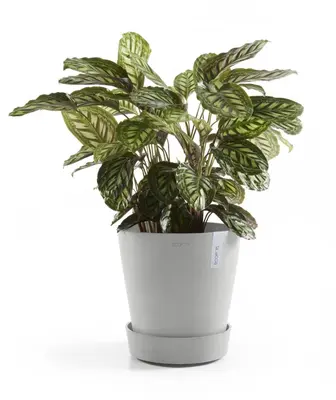 Ecopots kunststof schotel met wielen 41.6x9 cm witgrijs     - afbeelding 8