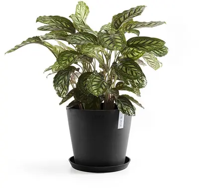 Ecopots kunststof schotel stockholm schotel 28.7x3.5 cm donkergrijs     - afbeelding 2