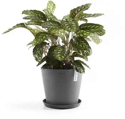 Ecopots kunststof schotel stockholm schotel 28.7x3 cm grijs     - afbeelding 2