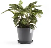 Ecopots kunststof schotel stockholm schotel 28.7x3 cm grijs     - afbeelding 2