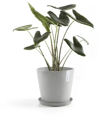 Ecopots kunststof schotel stockholm schotel 36.5x3.5 cm witgrijs     - afbeelding 2