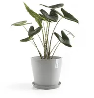 Ecopots kunststof schotel stockholm schotel 36.5x3.5 cm witgrijs     - afbeelding 2