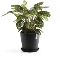 Ecopots kunststof stockholm schotel 28.7x3.5 cm donkergrijs     - afbeelding 2