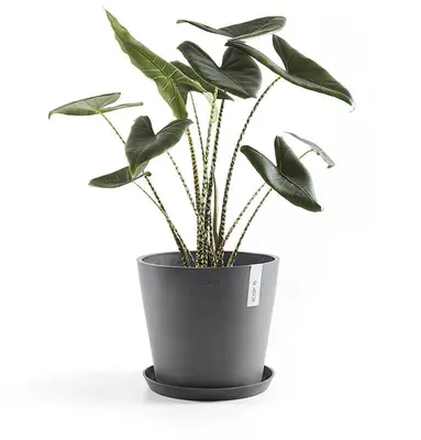 Ecopots kunststof stockholm schotel 36.5x3.5 cm grijs     - afbeelding 2
