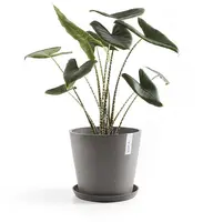 Ecopots kunststof stockholm schotel 36.5x3.5 cm taupe     - afbeelding 2