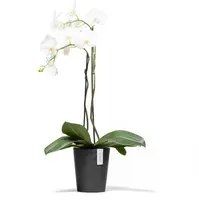Ecopots Morinda Donkergrijs Ø17,1 x H19,5 cm - afbeelding 2
