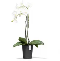 Ecopots Morinda Donkergrijs Ø17,1 x H19,5 cm - afbeelding 4