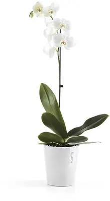 Ecopots Morinda Puurwit Ø14,2 x H16 cm - afbeelding 2