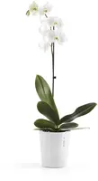 Ecopots Morinda Puurwit Ø14,2 x H16 cm - afbeelding 2