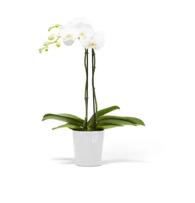 Ecopots Morinda Puurwit Ø14,2 x H16 cm - afbeelding 5