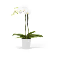 Ecopots Morinda Puurwit Ø14,2 x H16 cm - afbeelding 5