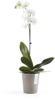 Ecopots Morinda Taupe Ø14,2 x H16 cm - afbeelding 2