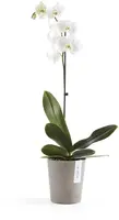 Ecopots Morinda Taupe Ø14,2 x H16 cm - afbeelding 2