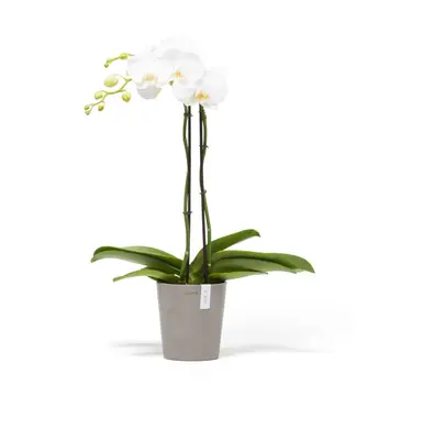 Ecopots Morinda Taupe Ø14,2 x H16 cm - afbeelding 5