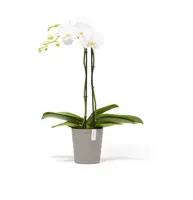 Ecopots Morinda Taupe Ø14,2 x H16 cm - afbeelding 5