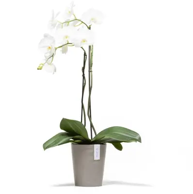 Ecopots Morinda Taupe Ø17,1 x H19,5 cm - afbeelding 2