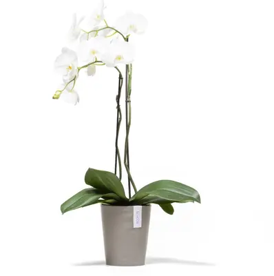 Ecopots Morinda Taupe Ø17,1 x H19,5 cm - afbeelding 5