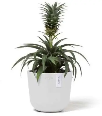 Ecopots Oslo Mini Puurwit Ø16cm x H13,7 cm - afbeelding 2