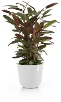 Ecopots Oslo Puurwit Ø35cm x H30,5 cm - afbeelding 2