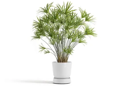 Ecopots Saucer Wheels Oslo Puurwit Ø30,2 x H8,5 cm - afbeelding 2