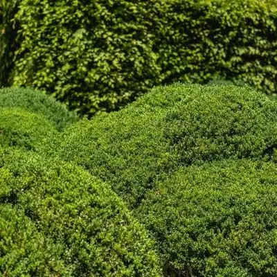 Ecostyle Buxus-az 1.6 kg - afbeelding 4