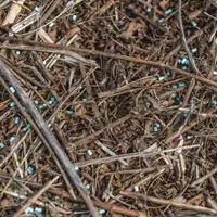 Ecostyle Escar-Go 200g - afbeelding 7