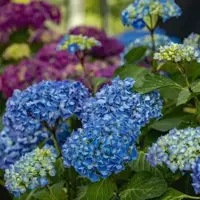 Ecostyle Hortensia-az 1.6kg - afbeelding 3