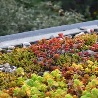 Ecostyle Sedum & groene daken-az 1.6kg - afbeelding 3