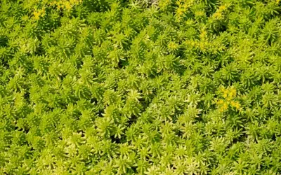 Ecostyle Sedum & groene daken-az 1.6kg - afbeelding 4