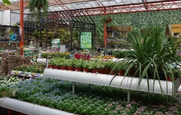 Eenjarige tuinplanten