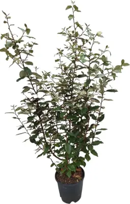 Elaeagnus compacta - afbeelding 1