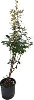 Elaeagnus ebbingei - afbeelding 1