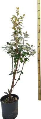 Elaeagnus ebbingei - afbeelding 3