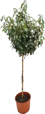 Elaeagnus ebbingei - afbeelding 1