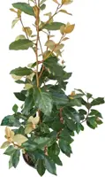 Elaeagnus ebbingei - afbeelding 2