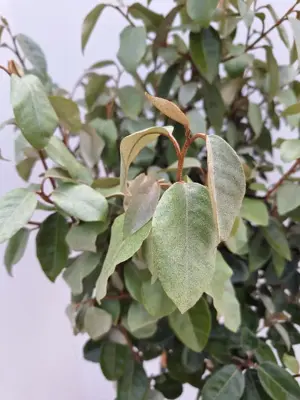 Elaeagnus ebbingei - afbeelding 2