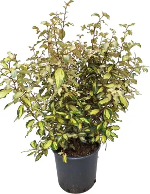 Elaeagnus mariline - afbeelding 1