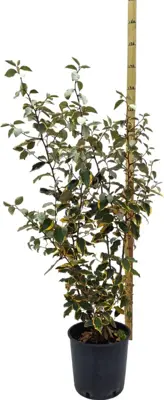 Elaeagnus viveleg - afbeelding 1