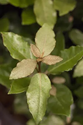 Elaeagnus x ebbingei 'Compacta' (Olijfwilg 'Compacta') - afbeelding 1
