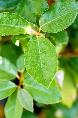 Elaeagnus x ebbingei 'Compacta' (Olijfwilg 'Compacta') - afbeelding 2