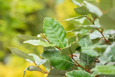 Elaeagnus x ebbingei 'Compacta' (Olijfwilg 'Compacta') - afbeelding 4