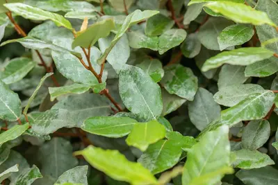 Elaeagnus x ebbingei 'Compacta' (Olijfwilg 'Compacta') - afbeelding 5