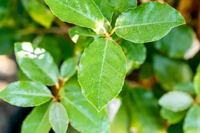 Elaeagnus x ebbingei 'Compacta' (Olijfwilg 'Compacta') - afbeelding 3