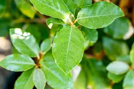 Elaeagnus x ebbingei 'Compacta' (Olijfwilg 'Compacta') - afbeelding 3