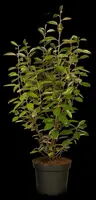 Elaeagnus x ebbingei (Olijfwilg) - afbeelding 5