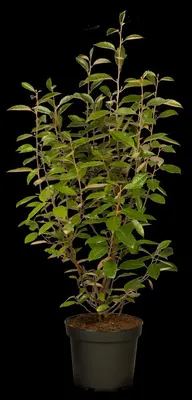 Elaeagnus x ebbingei (Olijfwilg) - afbeelding 5