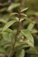 Elaeagnus x ebbingei (Olijfwilg) - afbeelding 6