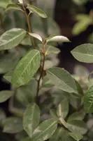Elaeagnus x ebbingei (Olijfwilg) - afbeelding 3